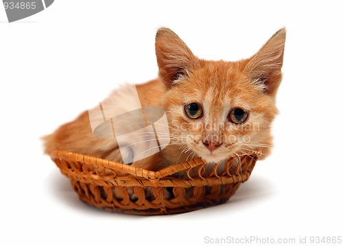 Image of wretched red cat in basket