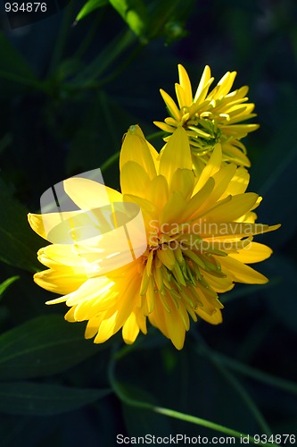 Image of yellow dahlia flowers