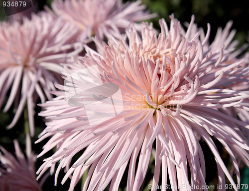 Image of Pink chrysanthemum