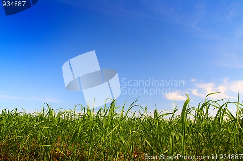 Image of green grass under blue sky
