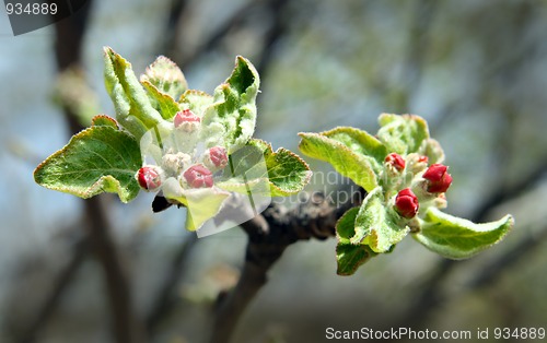 Image of red buds on apple-tree