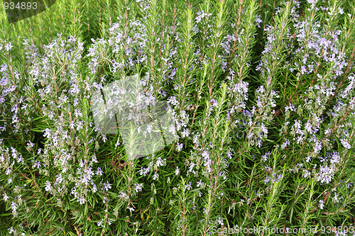 Image of Lavender