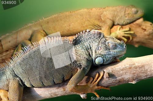 Image of two iguana
