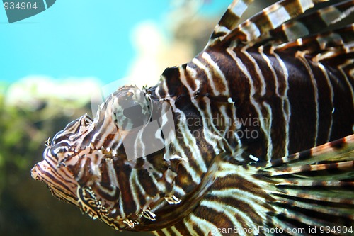 Image of lionfish close-up in tropical aquarium
