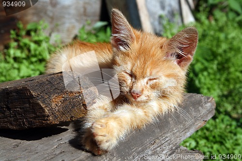 Image of small cat sleeping