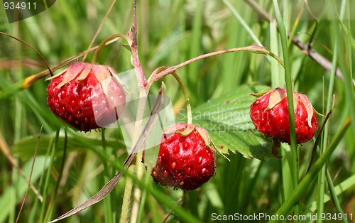 Image of wild strawberry close-up