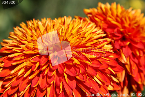 Image of Orange chrysanthemum