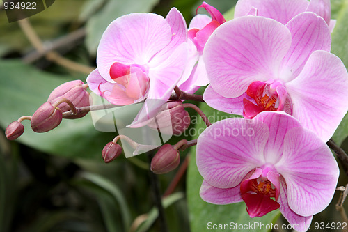 Image of Pink orchid