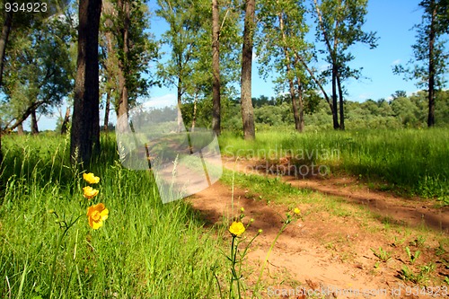 Image of flowers near forest road