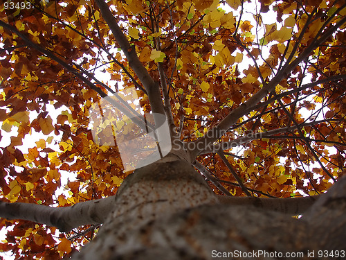 Image of Autumn Leaves 3