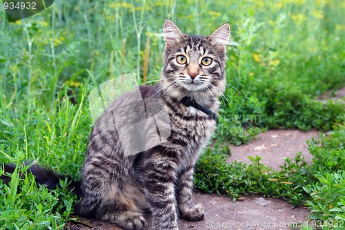 Image of cat on grass