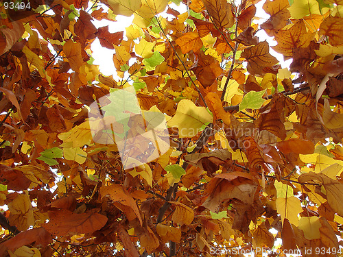 Image of Autumn leaves 4