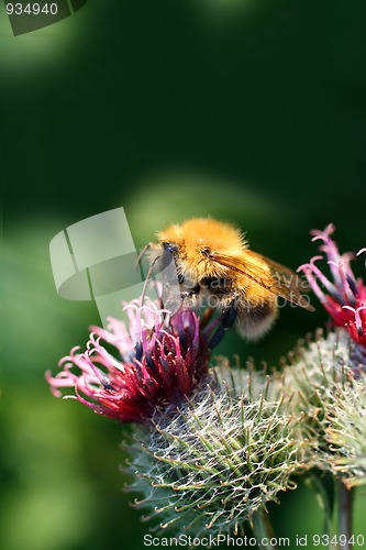 Image of bumble-bee on thistle flower