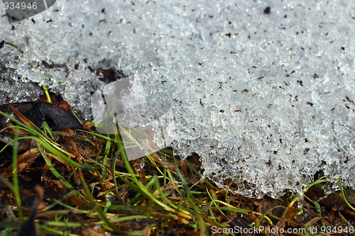 Image of spring grass under melt snow