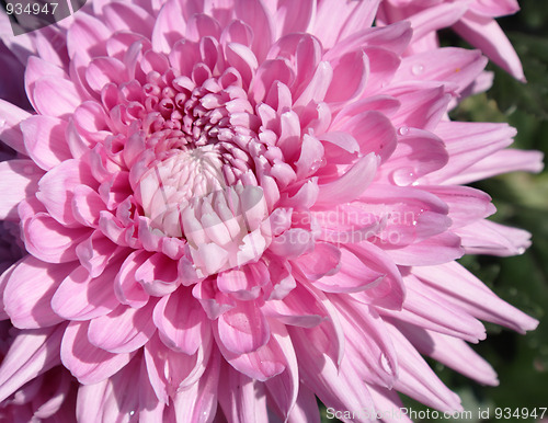 Image of Pink chrysanthemum