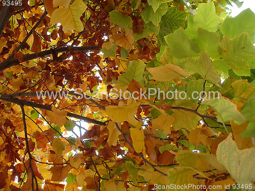 Image of Autumn leaves 5