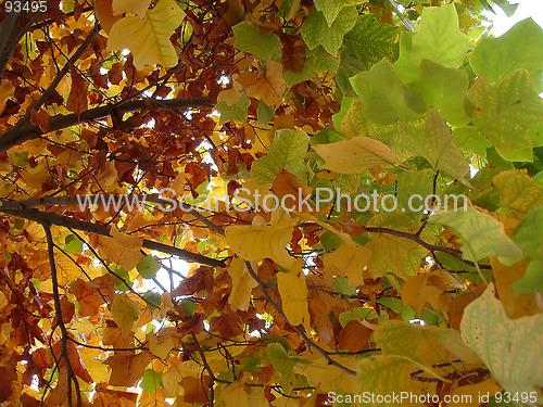 Image of Autumn leaves 5