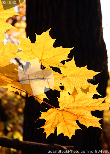 Image of bright yellow maple leaves