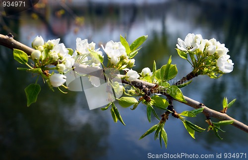 Image of blossom apple-tree branch