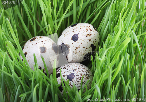 Image of Quail eggs in the grass