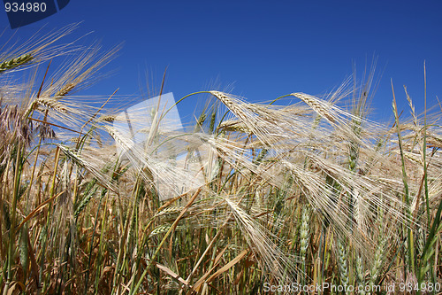 Image of Winter wheat field