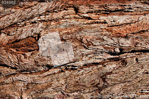 Image of Pine bark