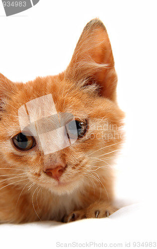 Image of portrait of wretched red small cat