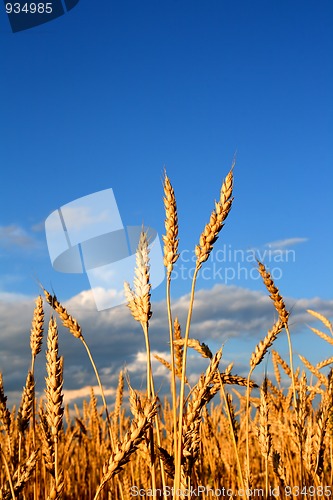 Image of stems of the wheat