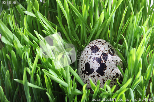 Image of Quail egg in the grass