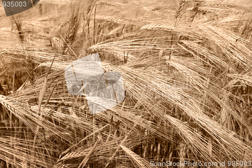 Image of Wheat field