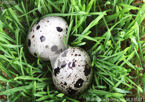 Image of Quail eggs in the grass