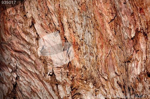 Image of Pine bark