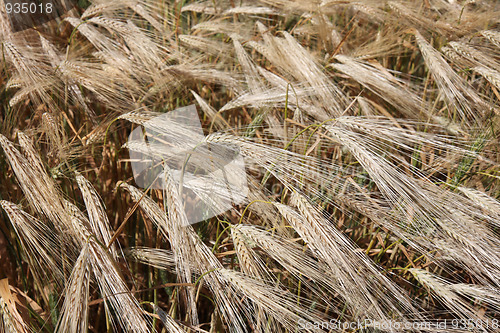 Image of Winter wheat field