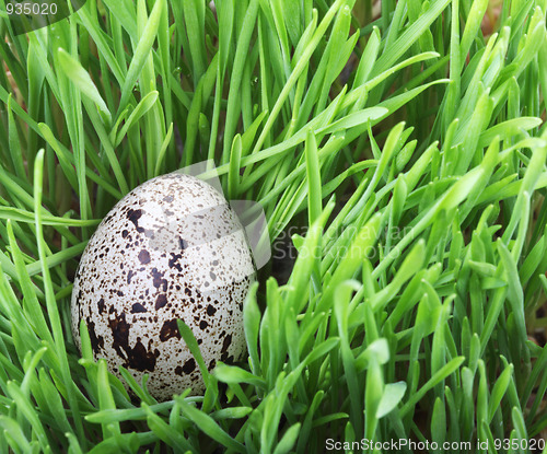 Image of Quail egg in the grass