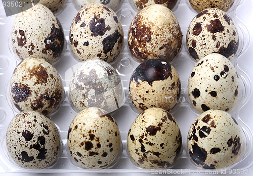 Image of Quail eggs
