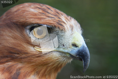 Image of Buzzard