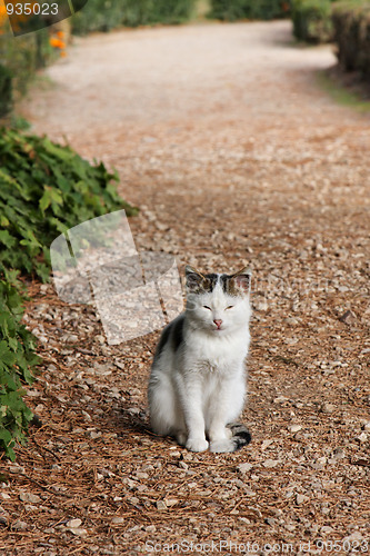 Image of Cat on the path