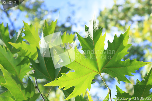 Image of Green platan leaves