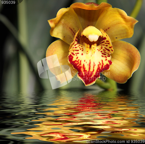 Image of Yellow orchid