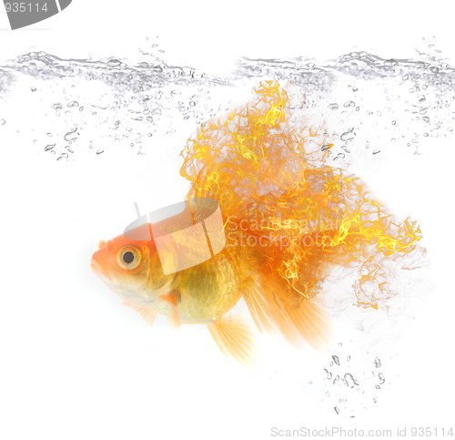 Image of gold fire fish