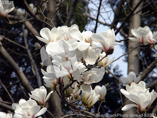 Image of magnolia flower