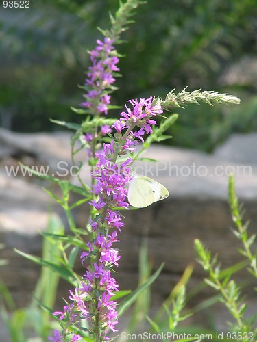 Image of Butterfly