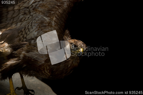 Image of Kite bird