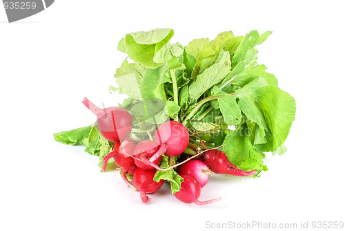 Image of Fresh radishes