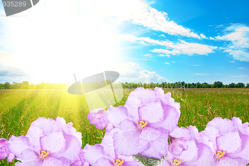 Image of violet