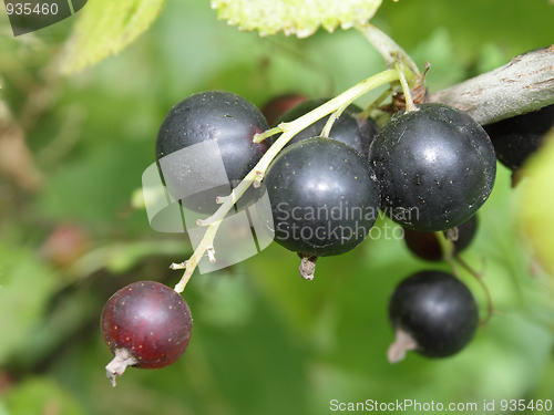 Image of A cluster of ripe black currant in the garden