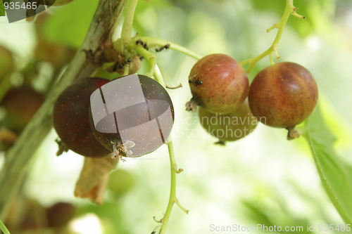Image of A cluster of currant in the garden