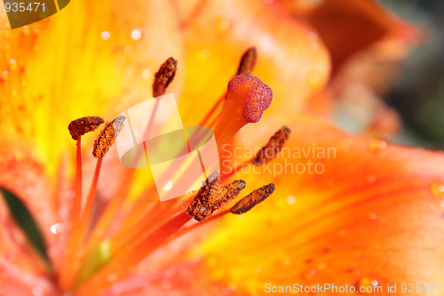 Image of Bright orange lily