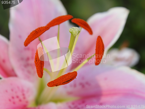 Image of Pink lily in the garden