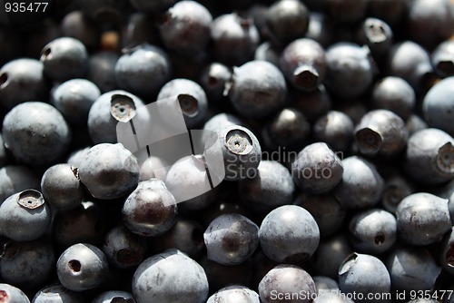 Image of Bilberry Background (Vaccinium myrtillus) 